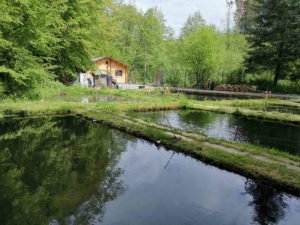 Fisch und Wein am Forellenhof Abrahams @ Abrahams Forellen
