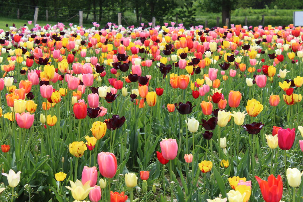 Blumen zum selber pflücken vom Bauernhof Sesterhenn